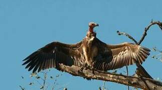 Red-headed Vulture