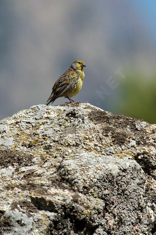 Corsican Finchadult, identification