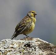 Corsican Finch