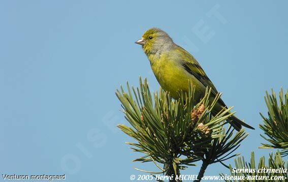 Citril Finch