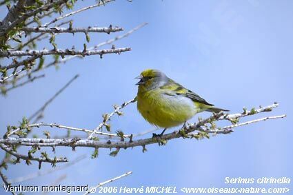 Venturon montagnard mâle adulte nuptial