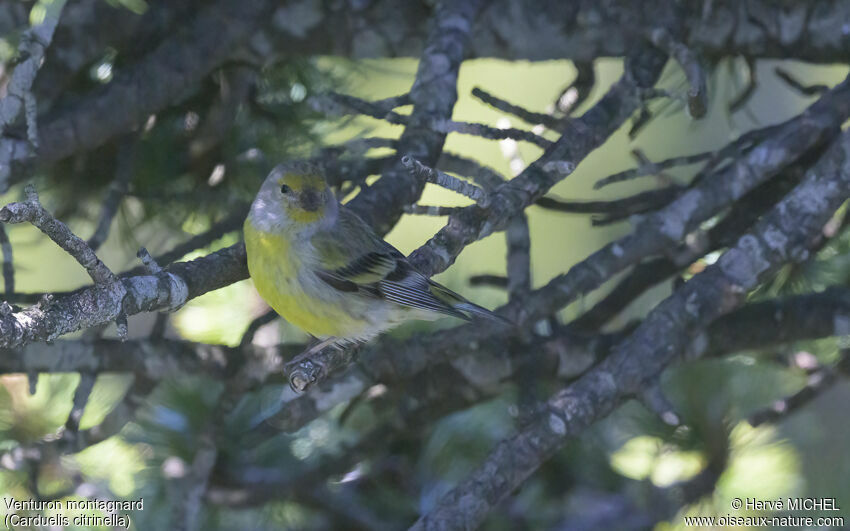 Citril Finch