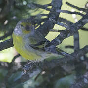 Citril Finch