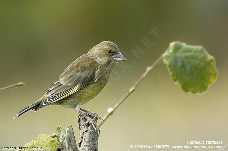 European Greenfinch