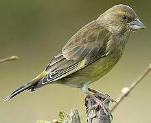 European Greenfinch