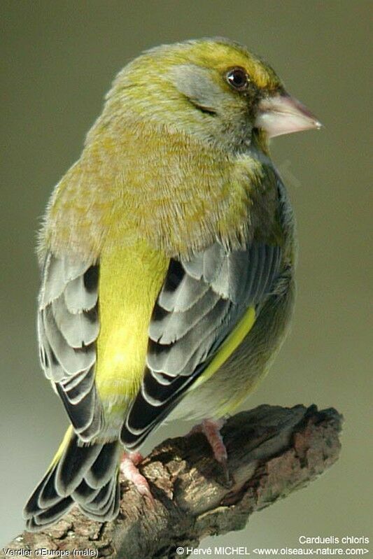 European Greenfinch