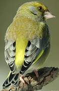 European Greenfinch