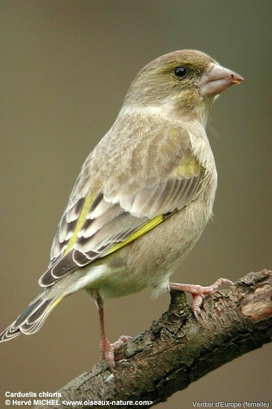 European Greenfinch