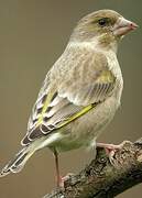 European Greenfinch