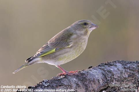 European Greenfinch