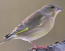 European Greenfinch