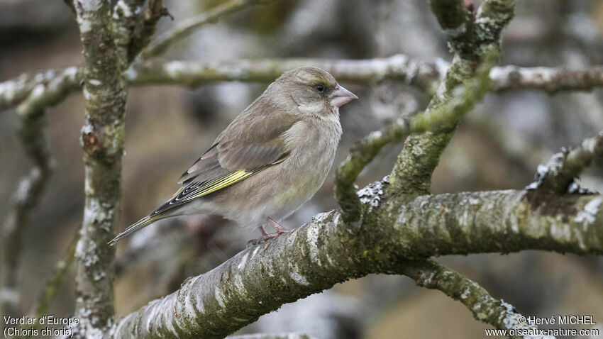 European Greenfinch female adult