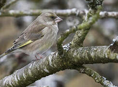 European Greenfinch