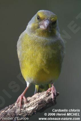 European Greenfinch male adult