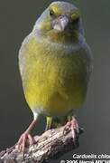 European Greenfinch