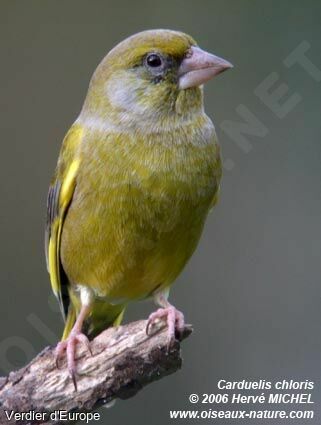 European Greenfinch male adult