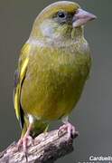 European Greenfinch