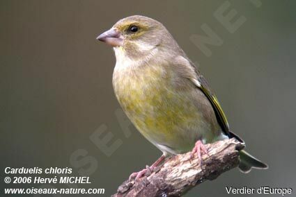 Verdier d'Europe mâle immature