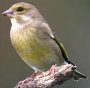 European Greenfinch