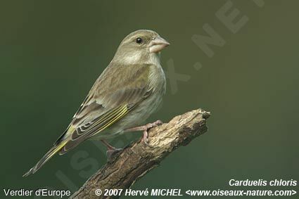 European Greenfinch female adult