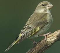 European Greenfinch