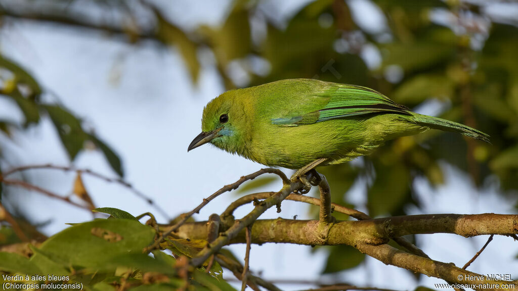 Verdin à ailes bleues