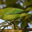 Verdin à ailes bleues