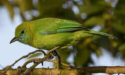 Verdin à ailes bleues