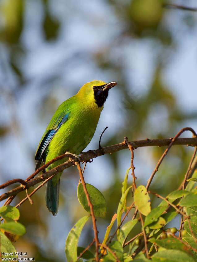 Blue-winged Leafbird male adult, identification