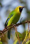 Verdin à ailes bleues