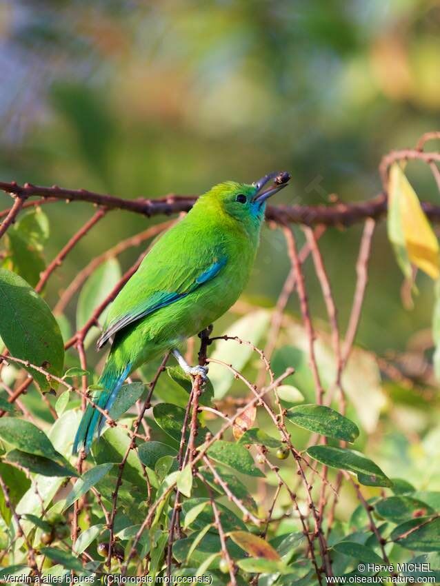 Blue-winged Leafbird female adult, identification