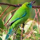 Verdin à ailes bleues