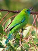 Blue-winged Leafbird