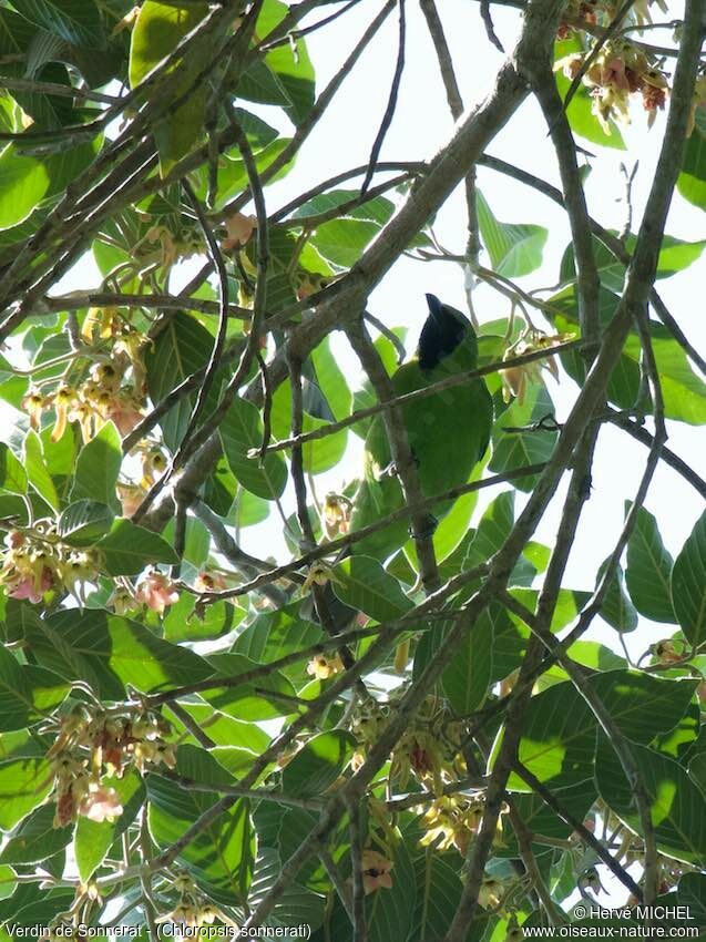 Greater Green Leafbird male