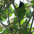 Verdin de Sonnerat