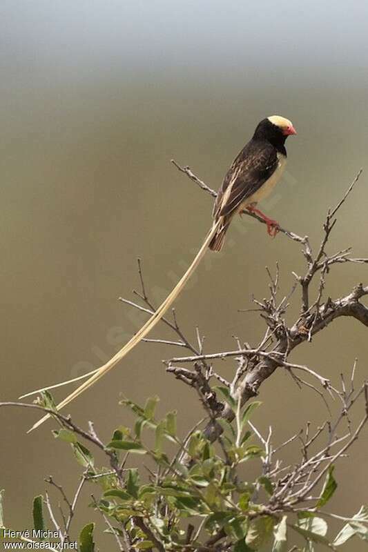 Straw-tailed Whydah male adult breeding