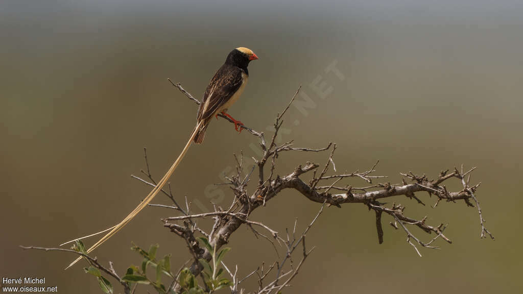 Straw-tailed Whydah male adult breeding