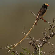 Straw-tailed Whydah