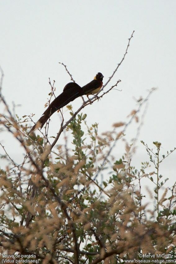 Long-tailed Paradise Whydah male adult