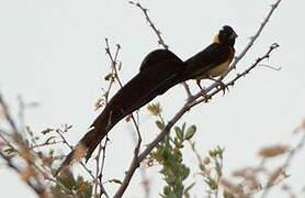 Long-tailed Paradise Whydah