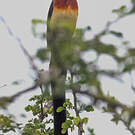 Veuve de paradis