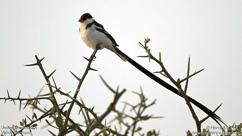 Pin-tailed Whydah male adult breeding