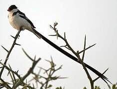 Pin-tailed Whydah