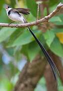 Pin-tailed Whydah