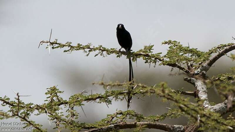 Steel-blue Whydah male adult breeding, habitat, pigmentation