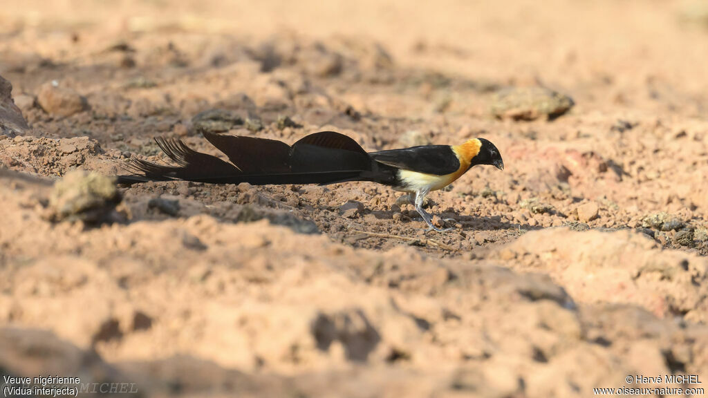 Exclamatory Paradise Whydah male adult breeding