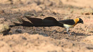 Exclamatory Paradise Whydah