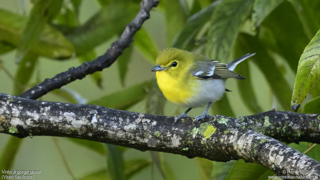 Yellow-throated Vireo