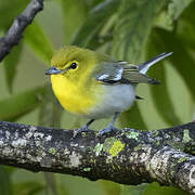 Viréo à gorge jaune