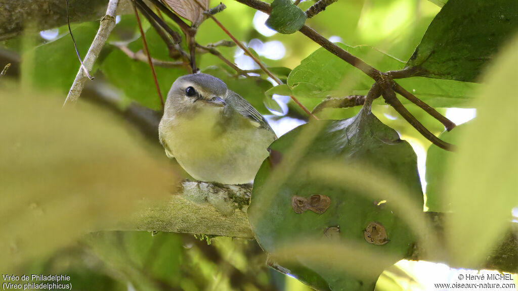 Philadelphia Vireo